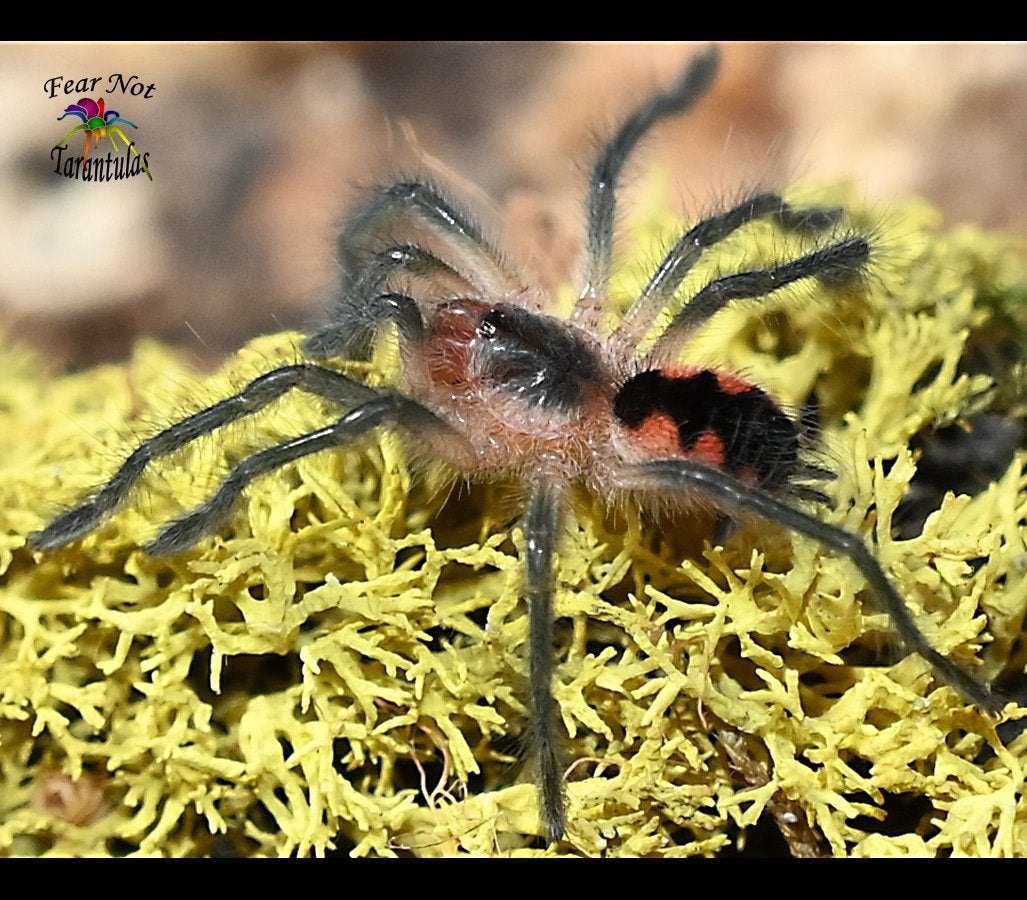 Pamphobeteus sp. Cascada about 1 1/4"