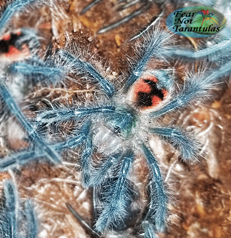 Pamphobeteus sp. tigris Tarantula about 1 1/4" - 1 1/2"