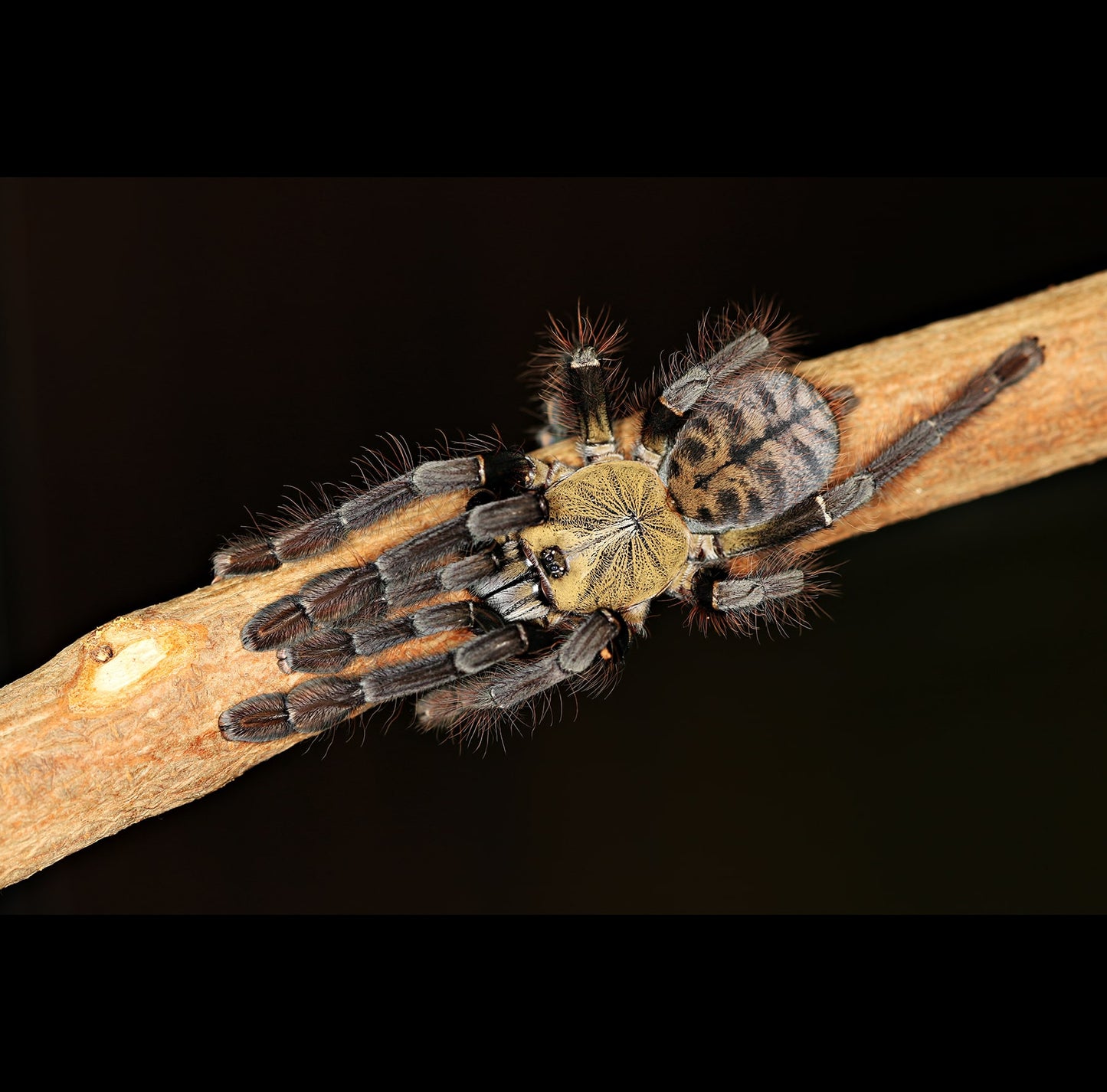 Phormingochilus sp. Akcaya (Golden Bat Eater Tarantula) about 1" - 1 1/4"