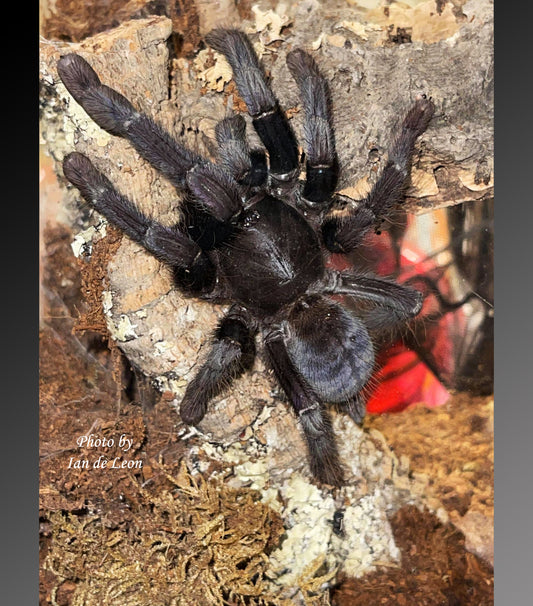 Phormingochilus arboricola (Borneo Black) Tarantula about  1" - 1 1/4"