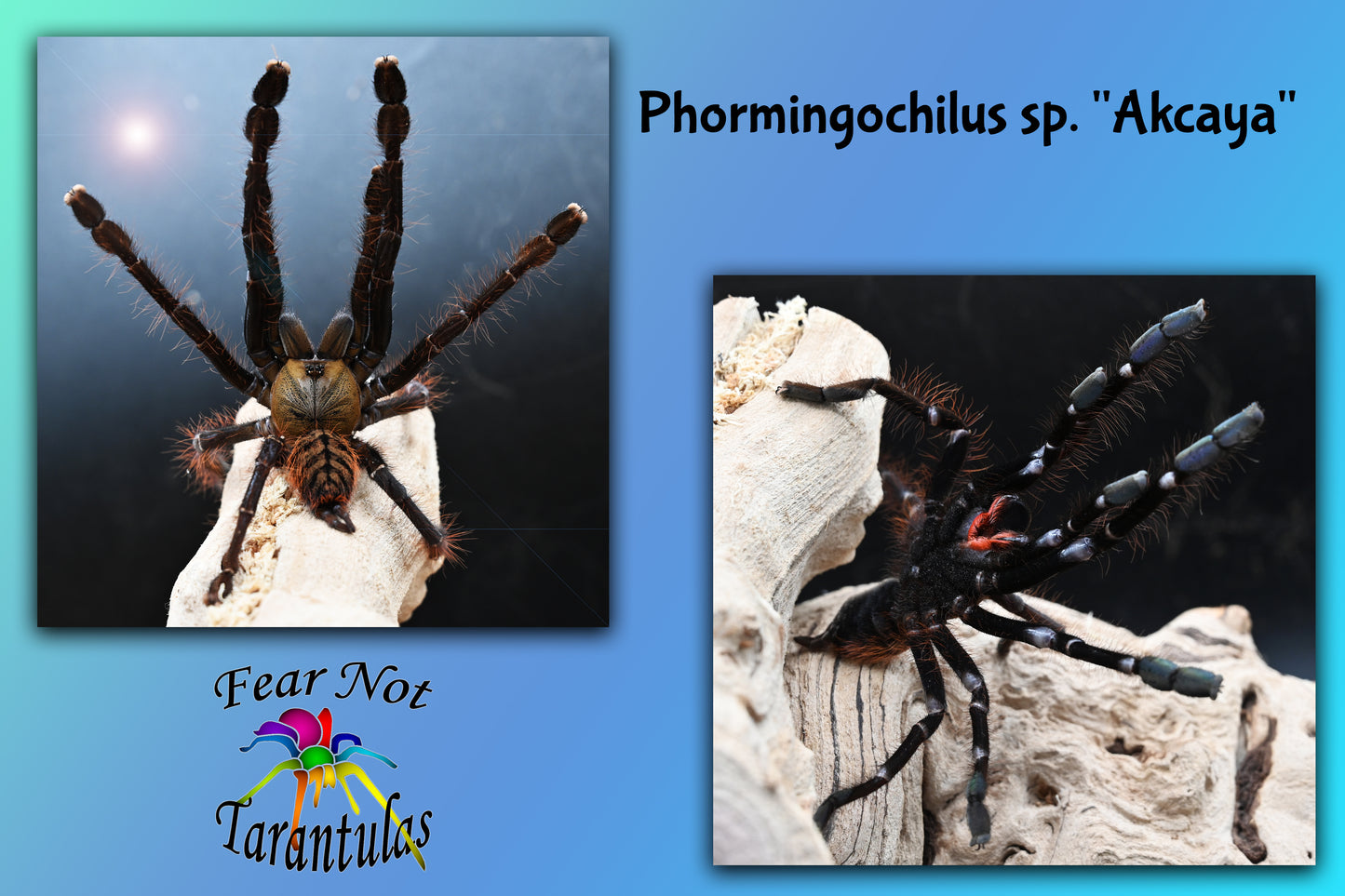 Phormingochilus sp. Akcaya Tarantula about 1"