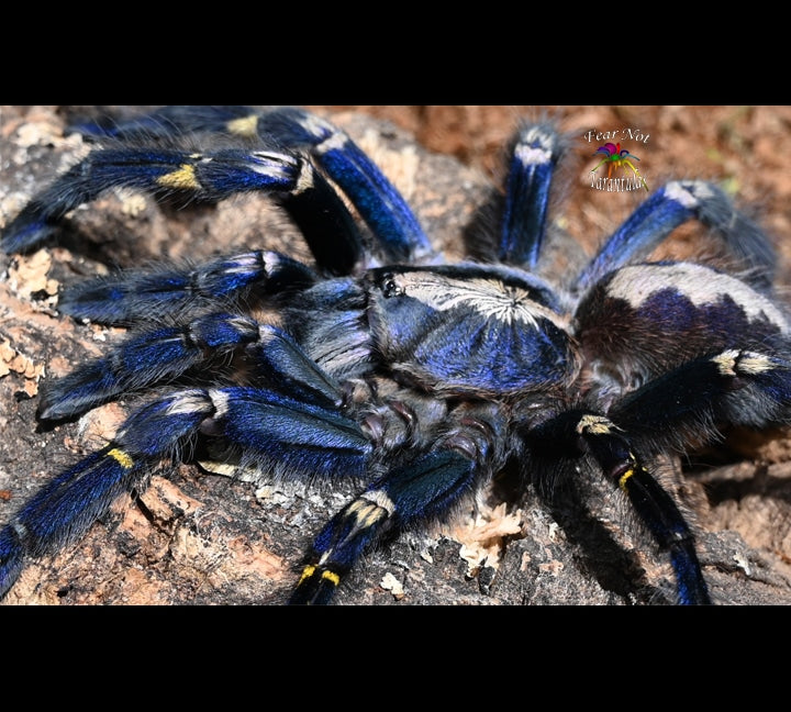 Poecilotheria metallica (Gooty Sapphire Ornamental Tarantula) around 1 1/2" - 1 3/4"