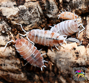 Porcellionides pruinosus (Powder Orange "Pied" Isopods) Count Of 10 Young Isopods ⚠️ FREE for orders $75 and over. ⚠️ ONE freebie per shipment.