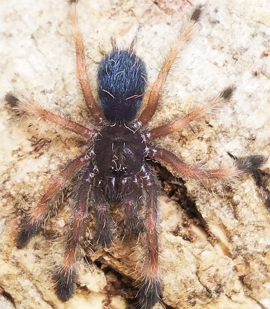Psalmopoeus victori (Darth Maul Tarantula) about 1" FREE for order $500 and over. (after discounts and does not include shipping) One freebie per shipment.