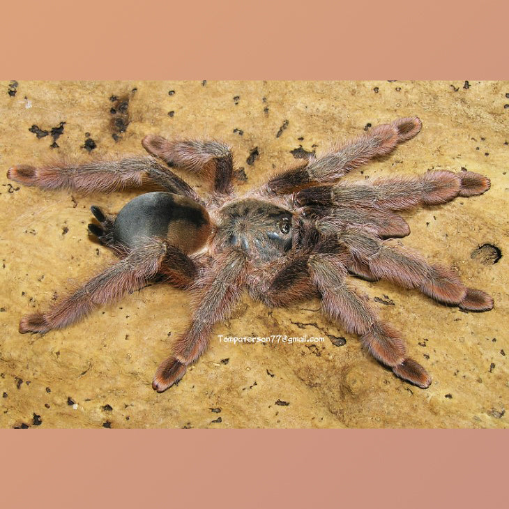 Psalmopoeus emeraldus (Emerald Chevron) about 1" - 1 1/4"