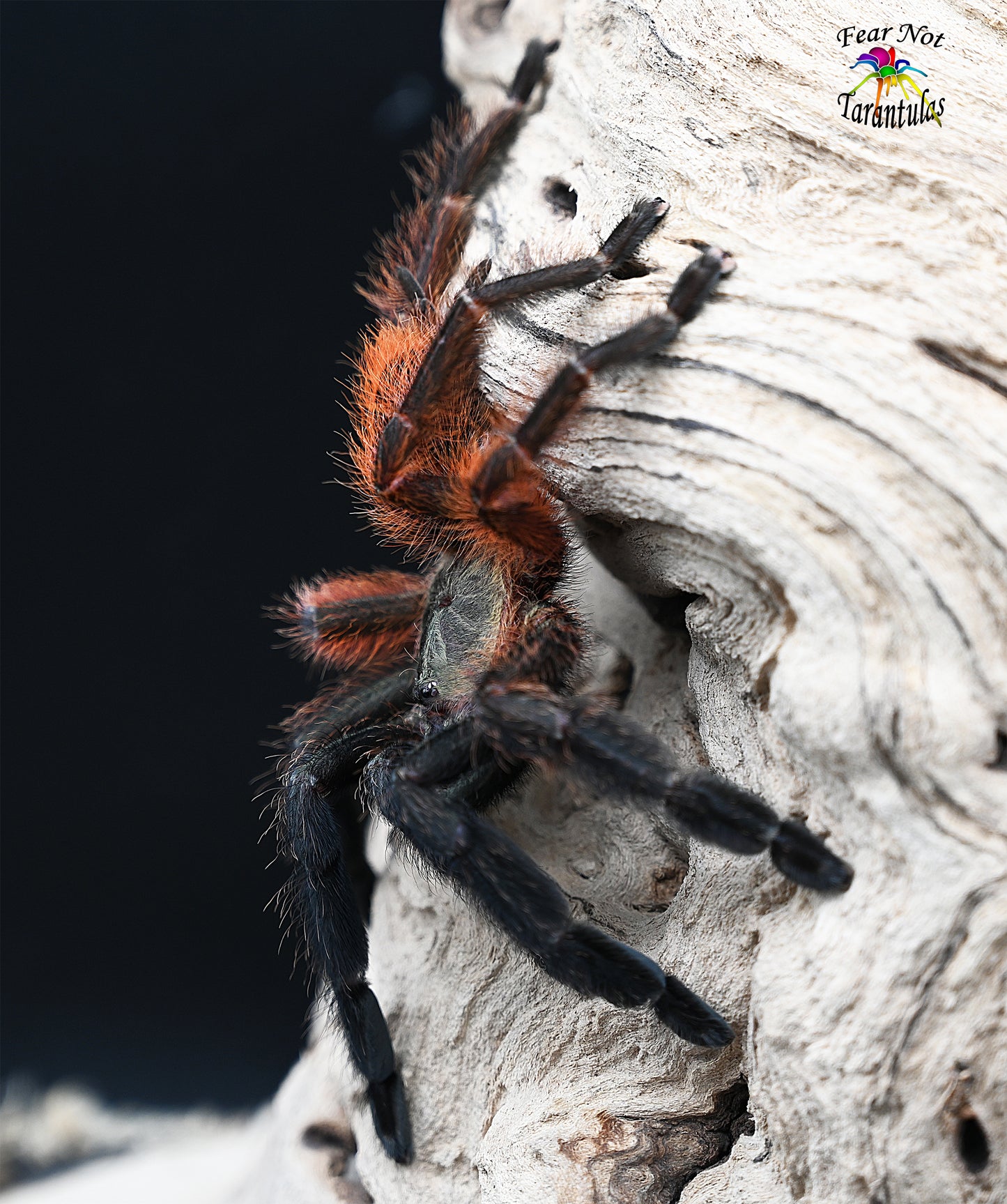 Psalmopoeus victori (Darth Maul Tarantula) about 3/4" - 1"