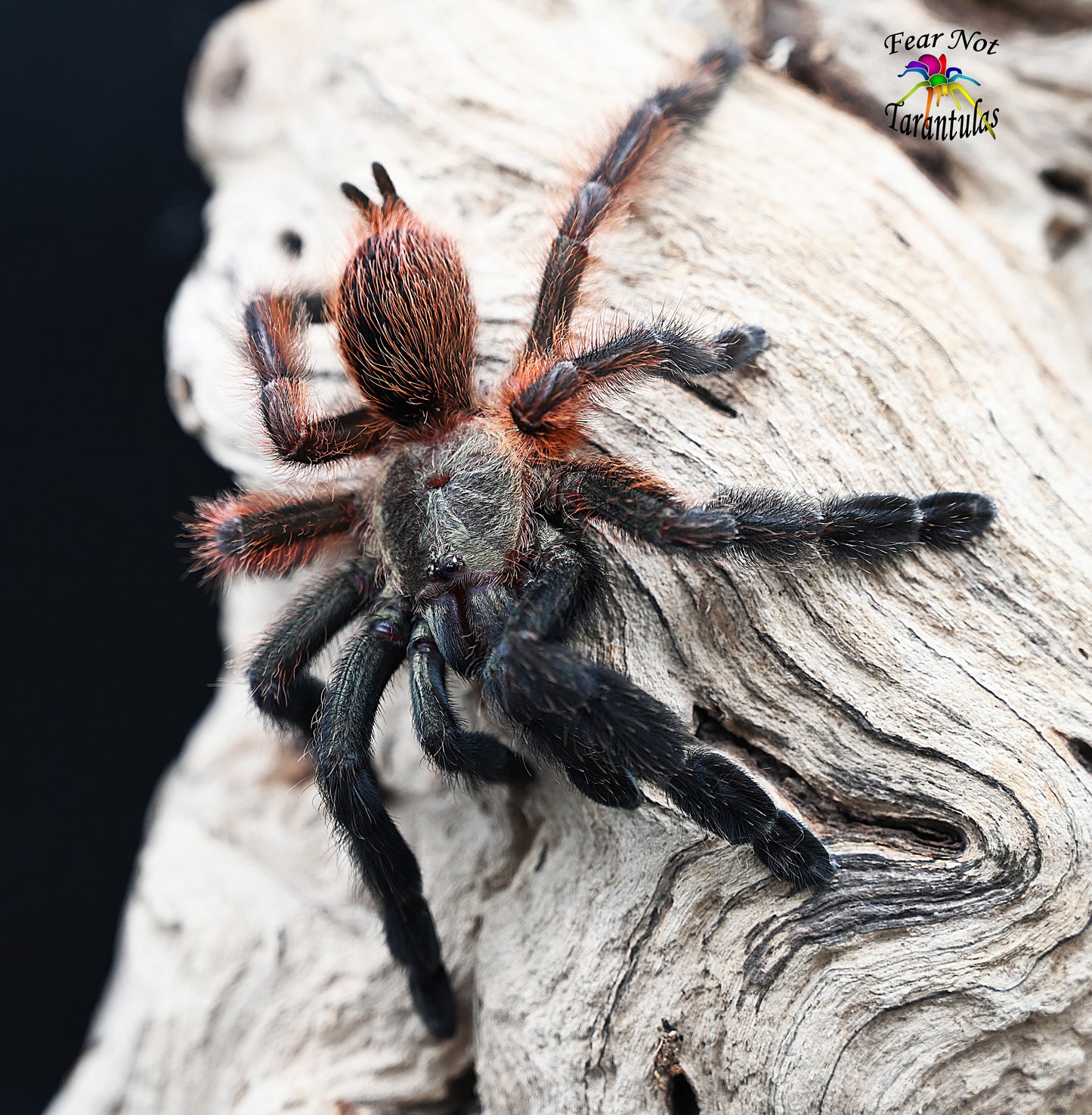 Psalmopoeus victori (Darth Maul Tarantula) about 3/4" - 1"