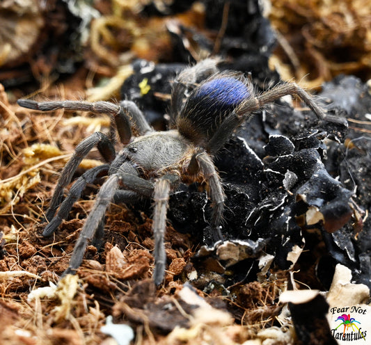 Pseudhapalopus sp Blue (Colombian Blue Dwarf) Tarantula 3/4-1"