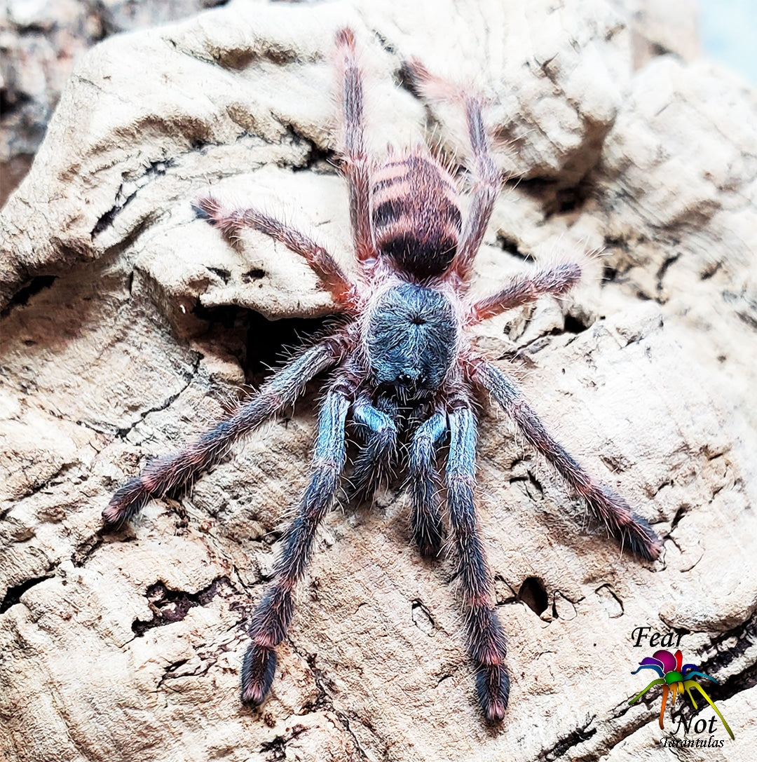 Amazonius germani (Orange Tree Spider Tarantula) About 1/2" - 3/4" *** IN STORE ONLY DUE TO PREMOLT 8/18 ***