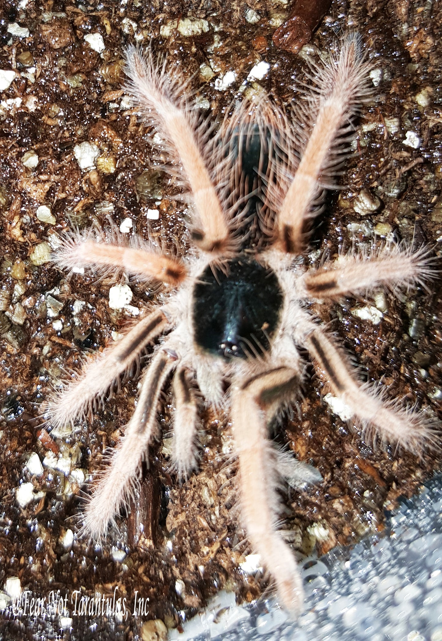 Megaphobema robustum (Colombian Giant Redleg) about 2" - 2 1/4" One of the most beautiful species! FREE for orders $275 and over. (after discounts and does not include shipping) One freebie per shipment.