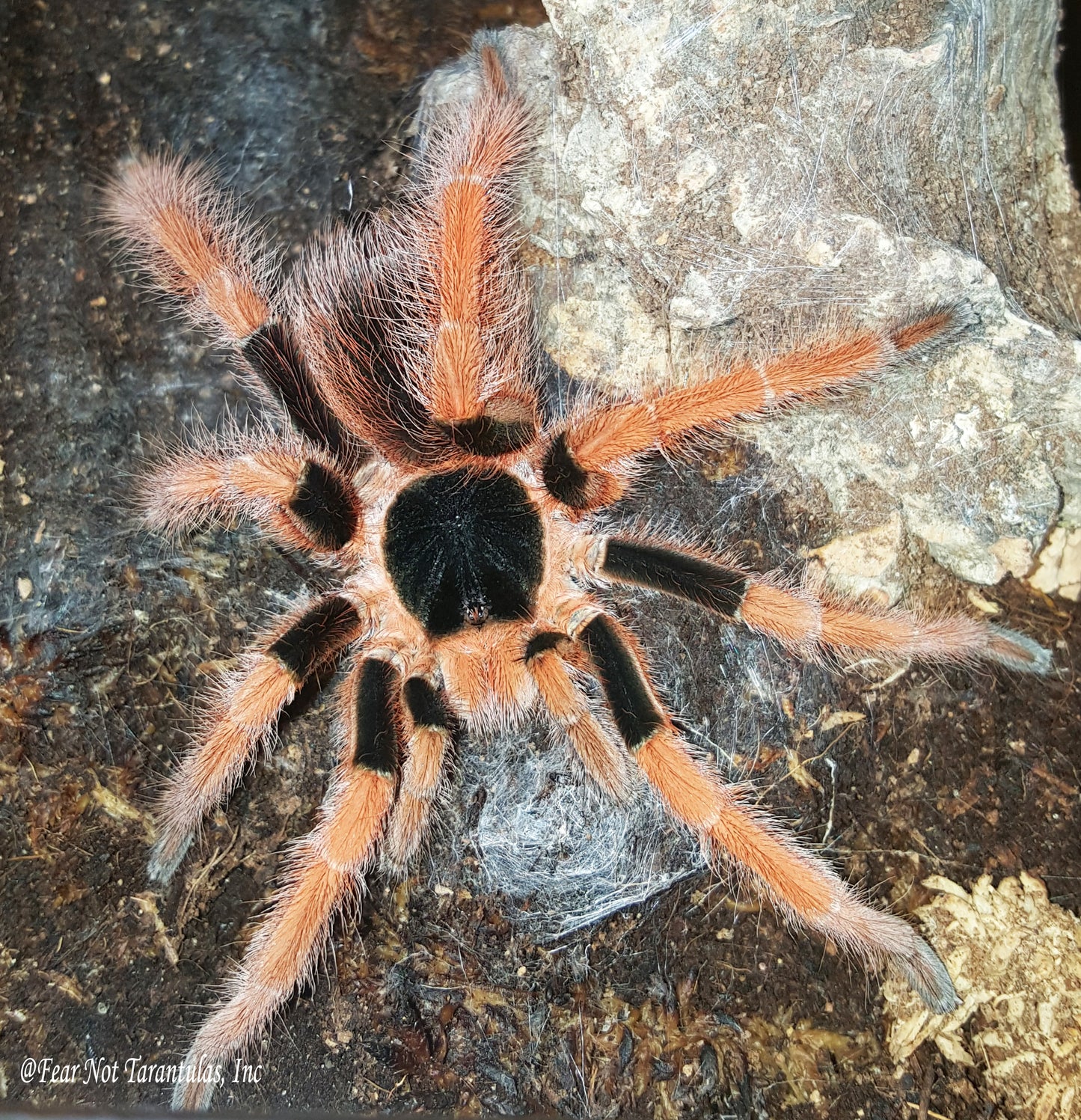 Megaphobema robustum (Colombian Giant Redleg) about 2" - 2 1/4" One of the most beautiful species! FREE for orders $275 and over. (after discounts and does not include shipping) One freebie per shipment.