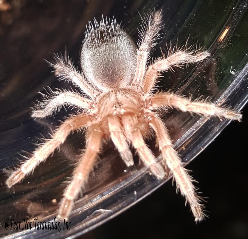 Grammostola rosea (was porteri) (Chilean Rosehair Tarantula) This is not the red color form about 3/4" ***IN-STORE ONLY AS OF 9/29 DUE TO PREMOLT***