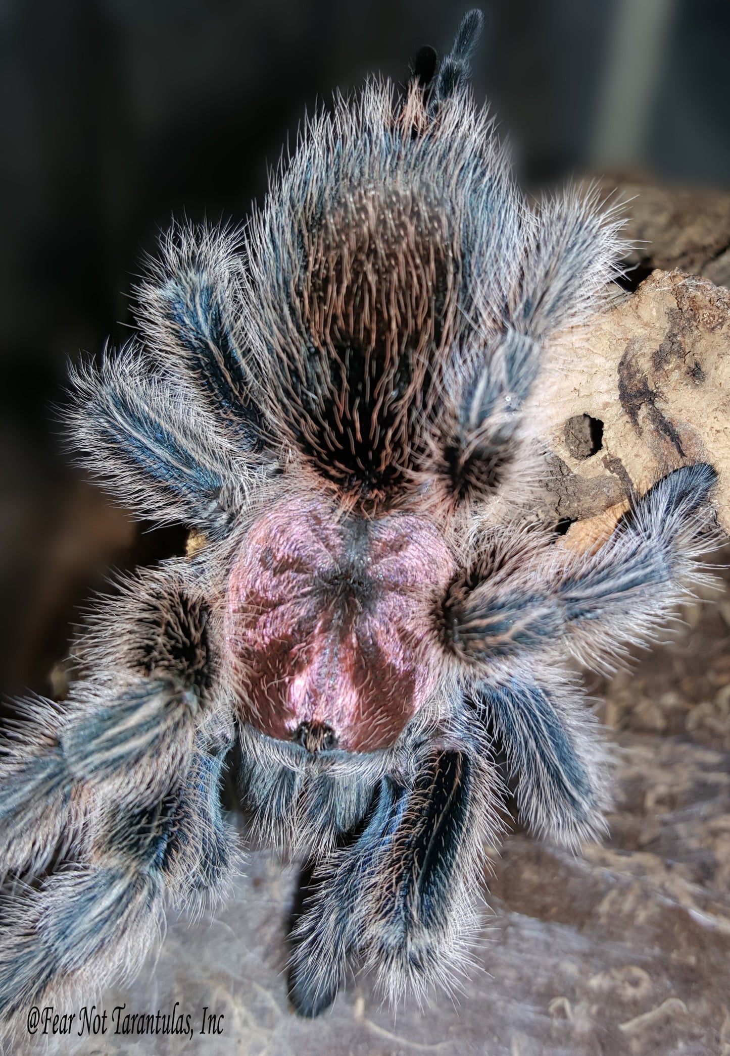 Grammostola rosea (was porteri) (Chilean Rosehair Tarantula) This is not the red color form about 3/4" ***IN-STORE ONLY AS OF 9/29 DUE TO PREMOLT***
