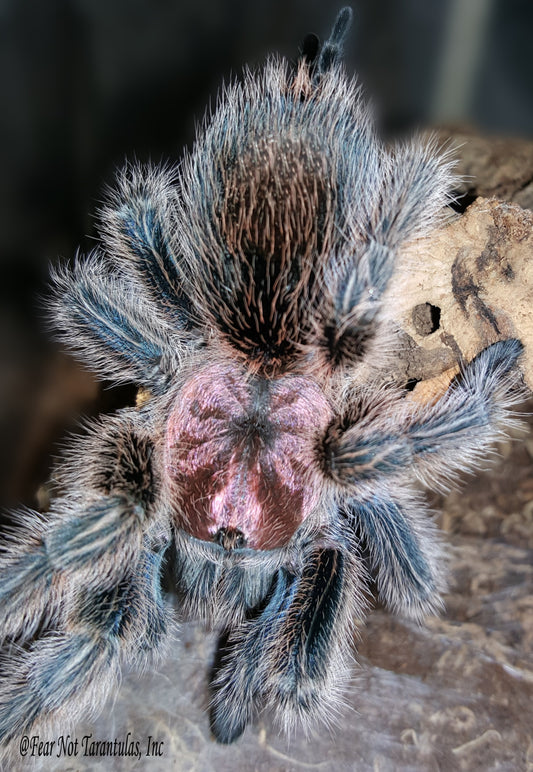 Grammostola rosea (was porteri)  (Chilean Rosehair Tarantula) This is not the red color form about 3/4" ***IN-STORE ONLY AS OF 9/29 DUE TO PREMOLT***