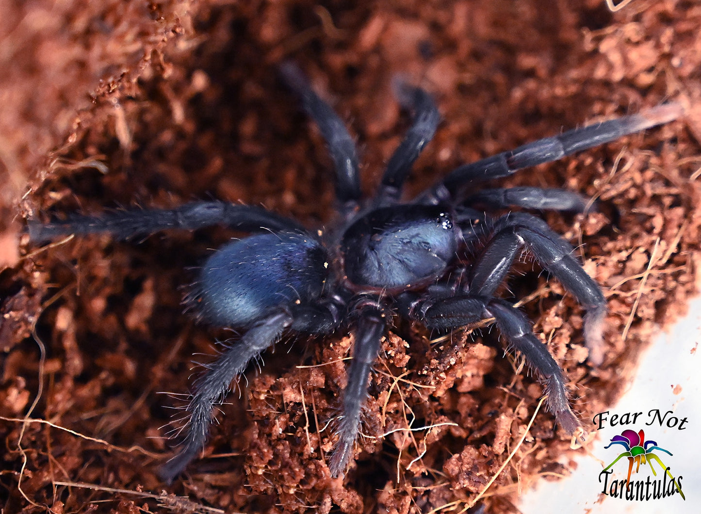 Sahydroaraneus raja (Indian Blue Dwarf Tarantula) about 1/2"