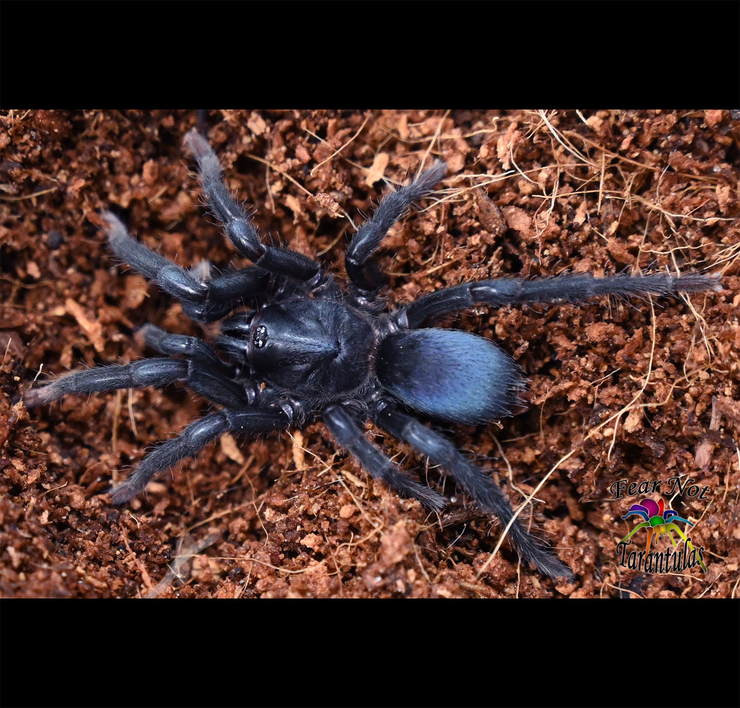 Sahydroaraneus raja (Indian Blue Dwarf Tarantula) about 1/2"