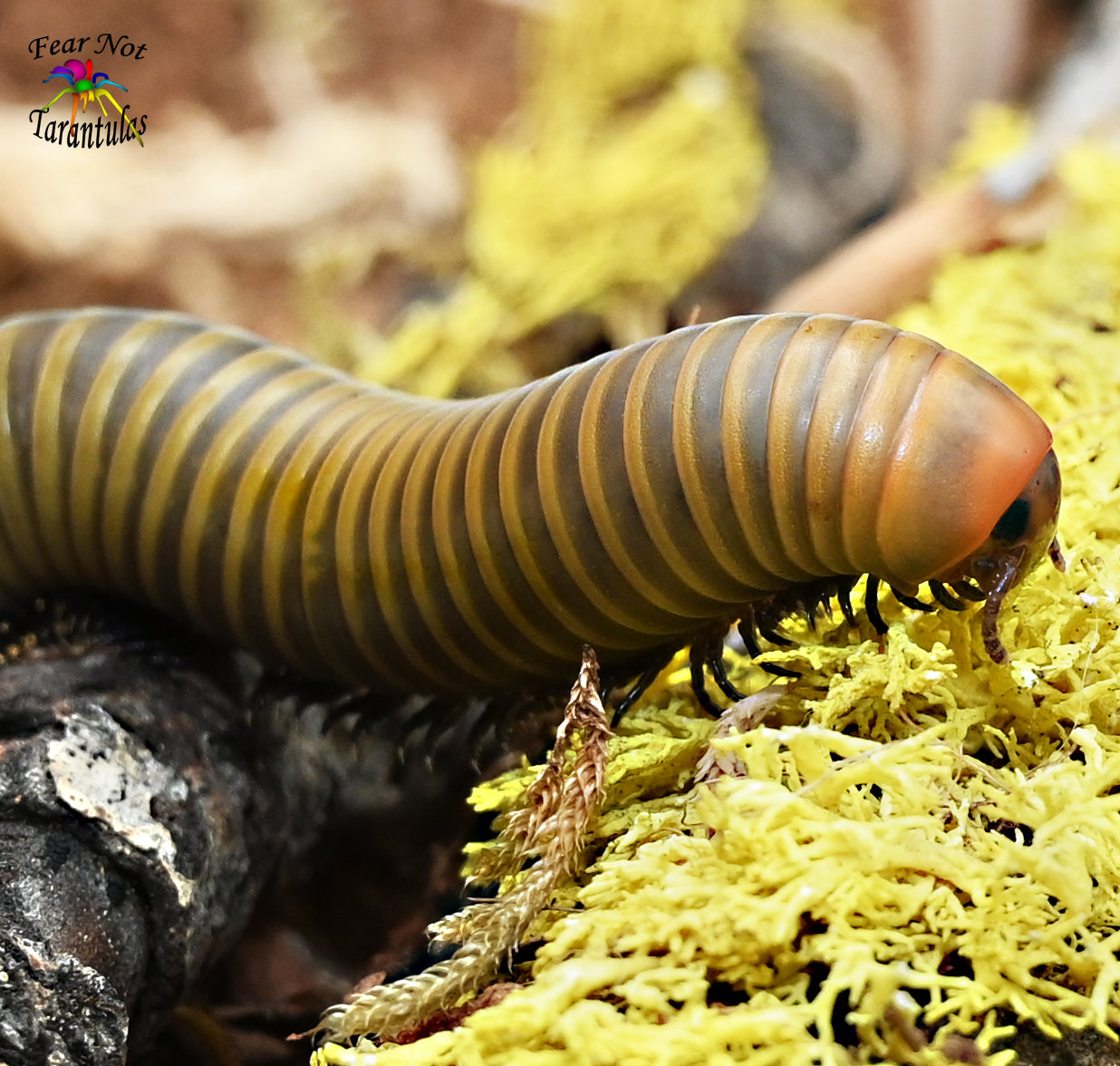 Smokey Oak Millipede - Yellow morph (Narceus gordanus) about 2" - 3"
