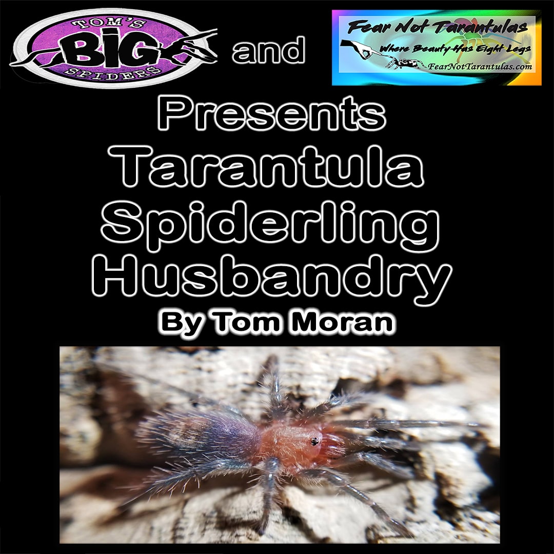 Tarantula Spiderling Husbandry - by Tom Moran of Tom's Big Spiders - Downloadable PDF *Available for ALL purchases