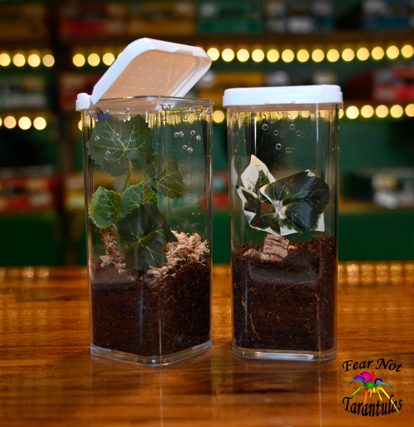 Vial Square with flip up lid. 2" X 2" X 4 3/4" We have added ventilation holes that are 1/32" on the sides and there is ventilation on the lid. Includes substrate and moss. Shipped with spiderlings only LIMIT 2 PER SHIPMENT!