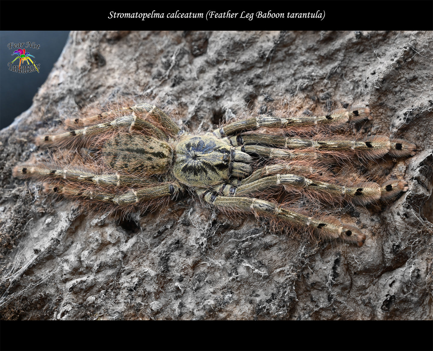 Stromatopelma calceatum (Featherleg Baboon Tarantula) about 1/2"