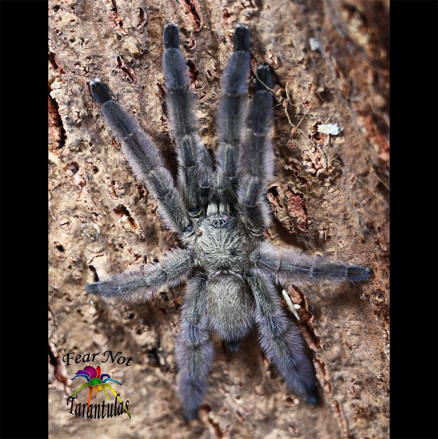 Tapinauchenius rasti (Caribbean Diamond Tarantula) about 3/4" Winner of the Arboreal Dash!