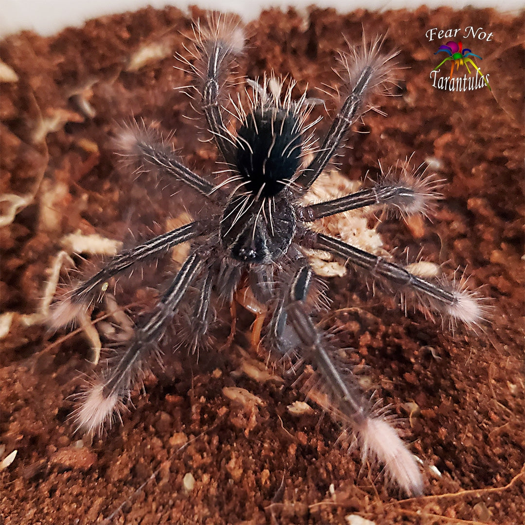 Theraphosa apophysis (Pink Foot Goliath Tarantula) about 2" - 2 1/2" Unsexed Juvenile