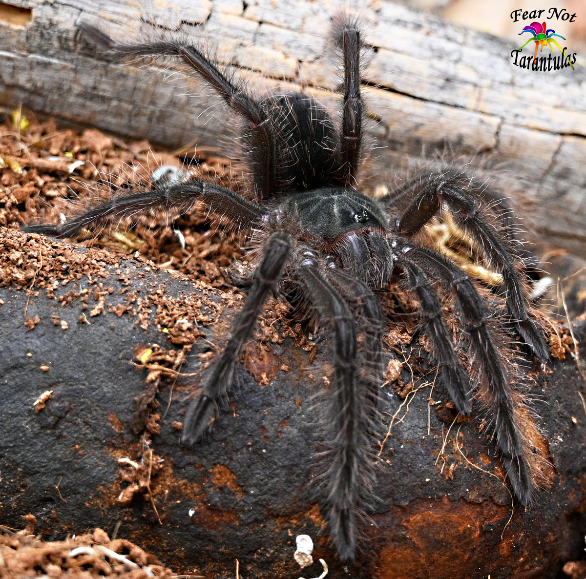 Theraphosa blondi (Goliath Birdeater Tarantula) 💜FEMALE💜 About 2" - 2 1/2"