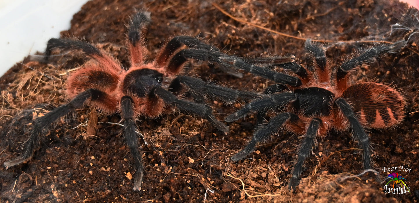 Davus sp. Panama (Lava Tarantula) very nearly or right at about 1/2" - 3/4" **IN STORE ONLY DUE TO PREMOLT 3/30**