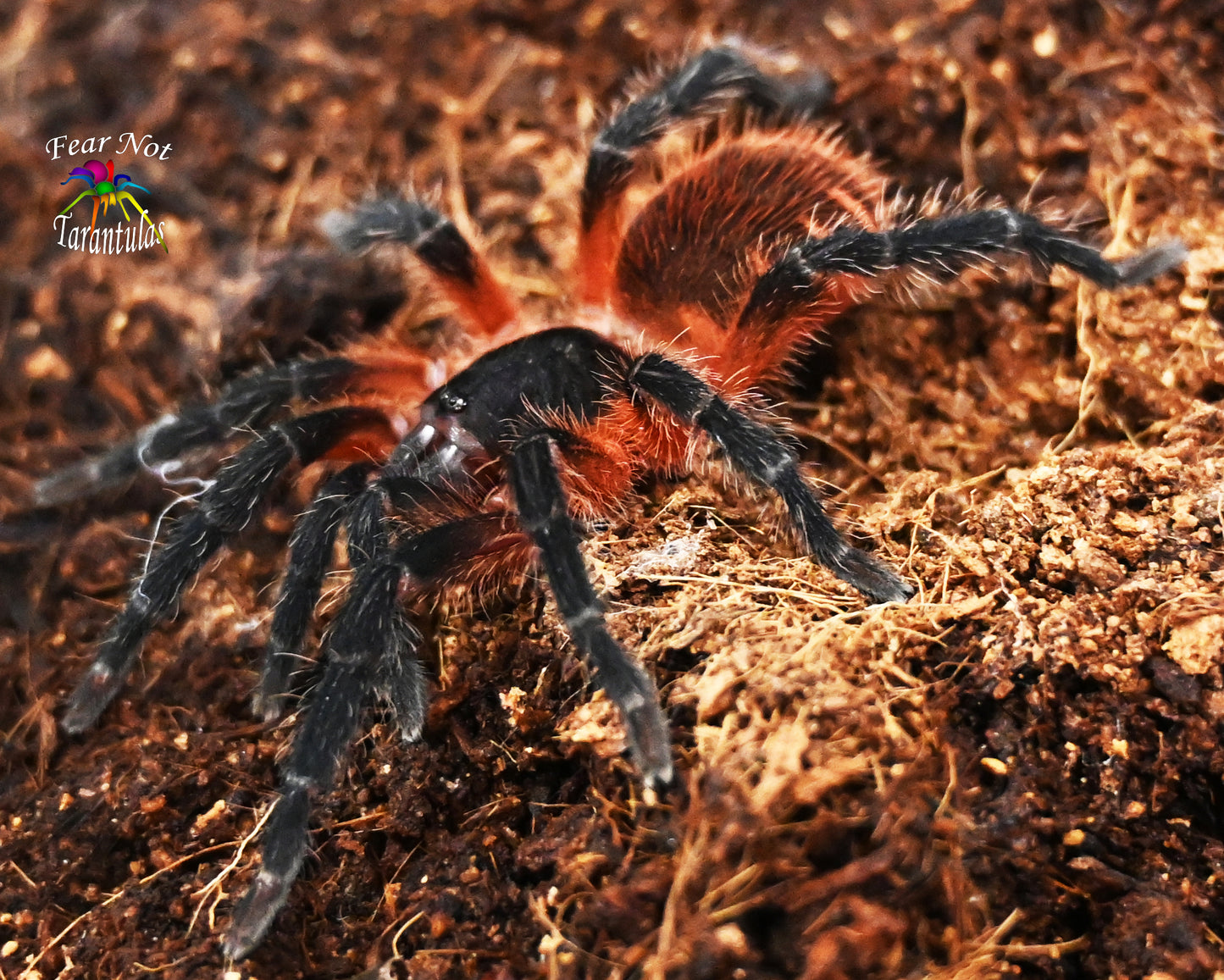 Davus sp. Panama (Lava Tarantula) very nearly or right at about 1/2" - 3/4"