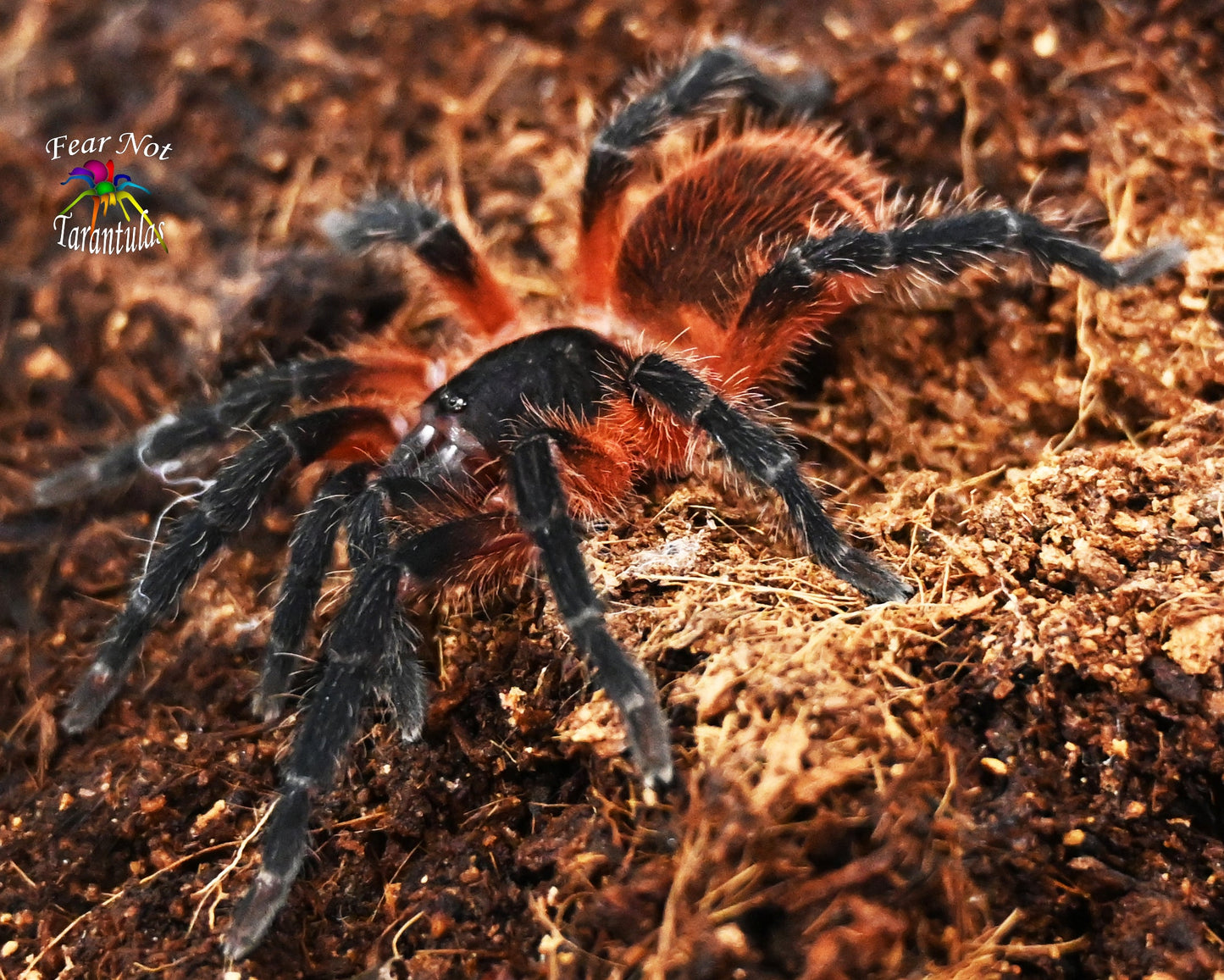 Davus sp. Panama (was Theraphosinae) Tarantula (Lava Tarantula) about 1/2" FREE for orders $800.00 and over. (after discounts and does not include shipping) One freebie per shipmen