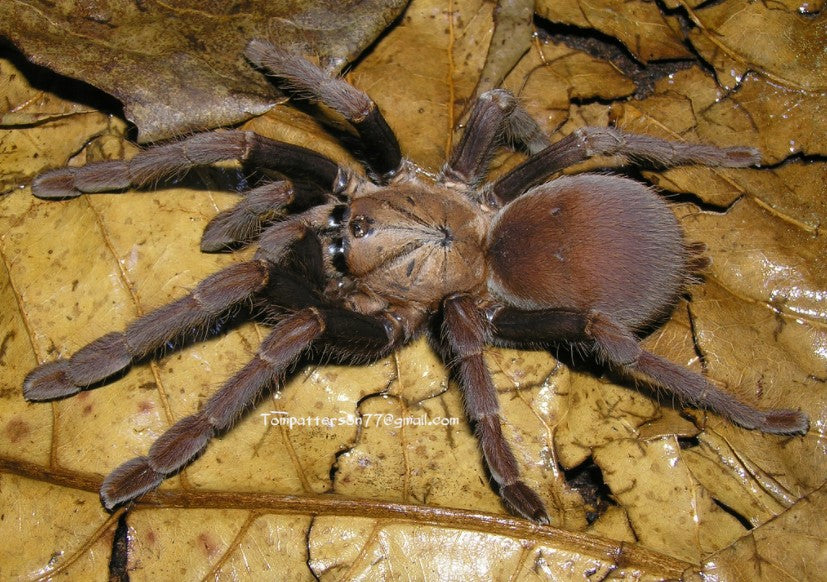Thrigmopoeus truculentus (Lesser Goa Mustard) about 1"+ - Fear Not Tarantulas, Inc. Thrigmopoeus truculentus (Lesser Goa Mustard) about 1"+