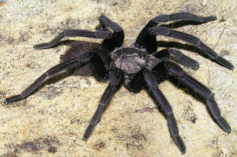 Thrigmopoeus truculentus (Lesser Goa Mustard) about 1"+ - Fear Not Tarantulas, Inc. Thrigmopoeus truculentus (Lesser Goa Mustard) about 1"+