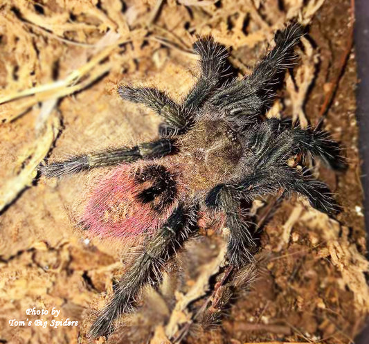 Thrixopelma ockerti (Peru Flame Rump Tarantula) about 3/4"-1"
