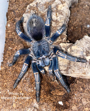 Thrixopelma longicolli (Peru Blue) was Homoeomma about 1 1/4" IN STORE ONLY DUE TO BEING TOO NEAR MOLTING TO SHIP