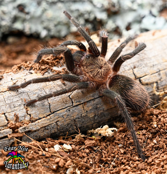 Thrixopelma sp Sullana (Sullana velvet) 1 1/2" - 2"