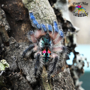 Typhochlaena seladonia (Brazilian Jewel Tarantula) An arboreal trapdoor! about 1/3" to nearly 1/2"  Includes habitat and feeders! 🌟🌟SEE DESCRIPTION BEFORE BUYING🌟🌟 COMING SOON! SIGN UP FOR AN EMAIL ALERT