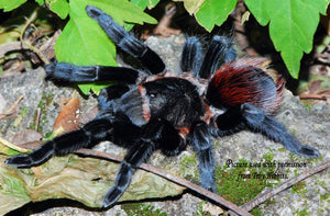 Tliltocatl vagans (Mexican Redrump Tarantula) about  1/2"