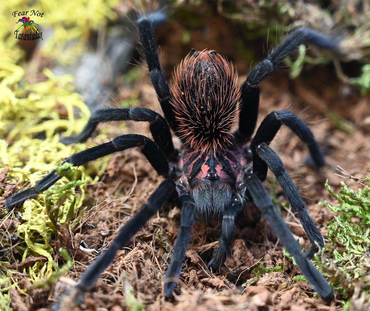 Xenesthis immanis (Colombian Lesserblack Tarantula) about 2"