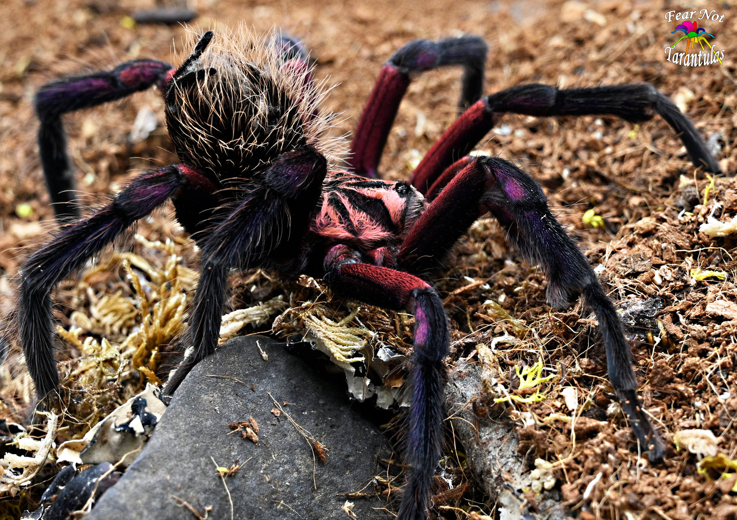 Xenesthis immanis (Colombian Lesserblack Tarantula) about 2"