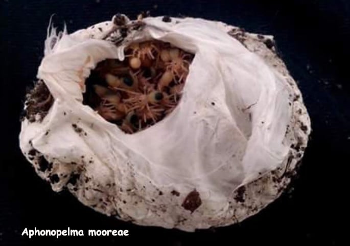 Aphonopelma mooreae (Mexican Jade Fuego Tarantula) about 1/2" *VERY RARE!