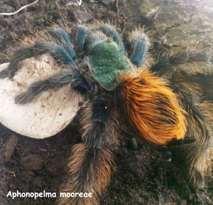 Aphonopelma mooreae (Mexican Jade Fuego Tarantula)  1" Came in the country in Sep 2018  CB  First breeding.
