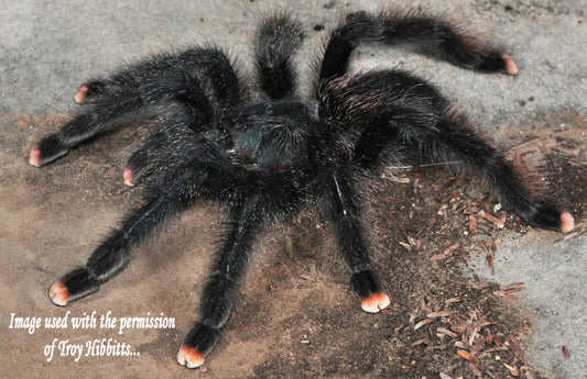 Avicularia avicularia (Guyan Pinktoe Tarantula) about 3/4"-1"