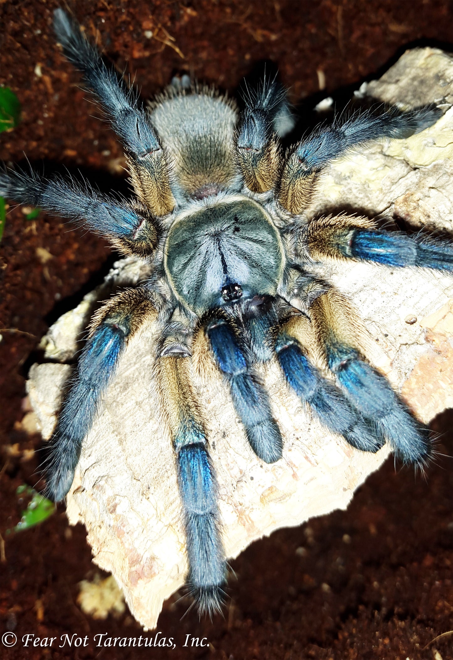 Monocentropus balfouri (Socotra Island Blue Baboon) 1" - 1 3/4" *** IN STORE ONLY DUE TO PREMOLT AS OF 8/18 ***