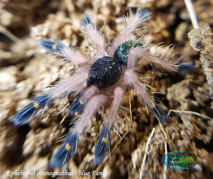 Ephebopus cyanognathus (Blue Fang Tarantula) about about 3/4"- 1" Nicely sized!