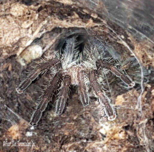 Ceratogyrus darlingi (Rear Horned Baboon Tarantula) around 1/2" - 3/4" FREE for orders $150.00 and over. (after discounts and does not include shipping) One freebie per shipment