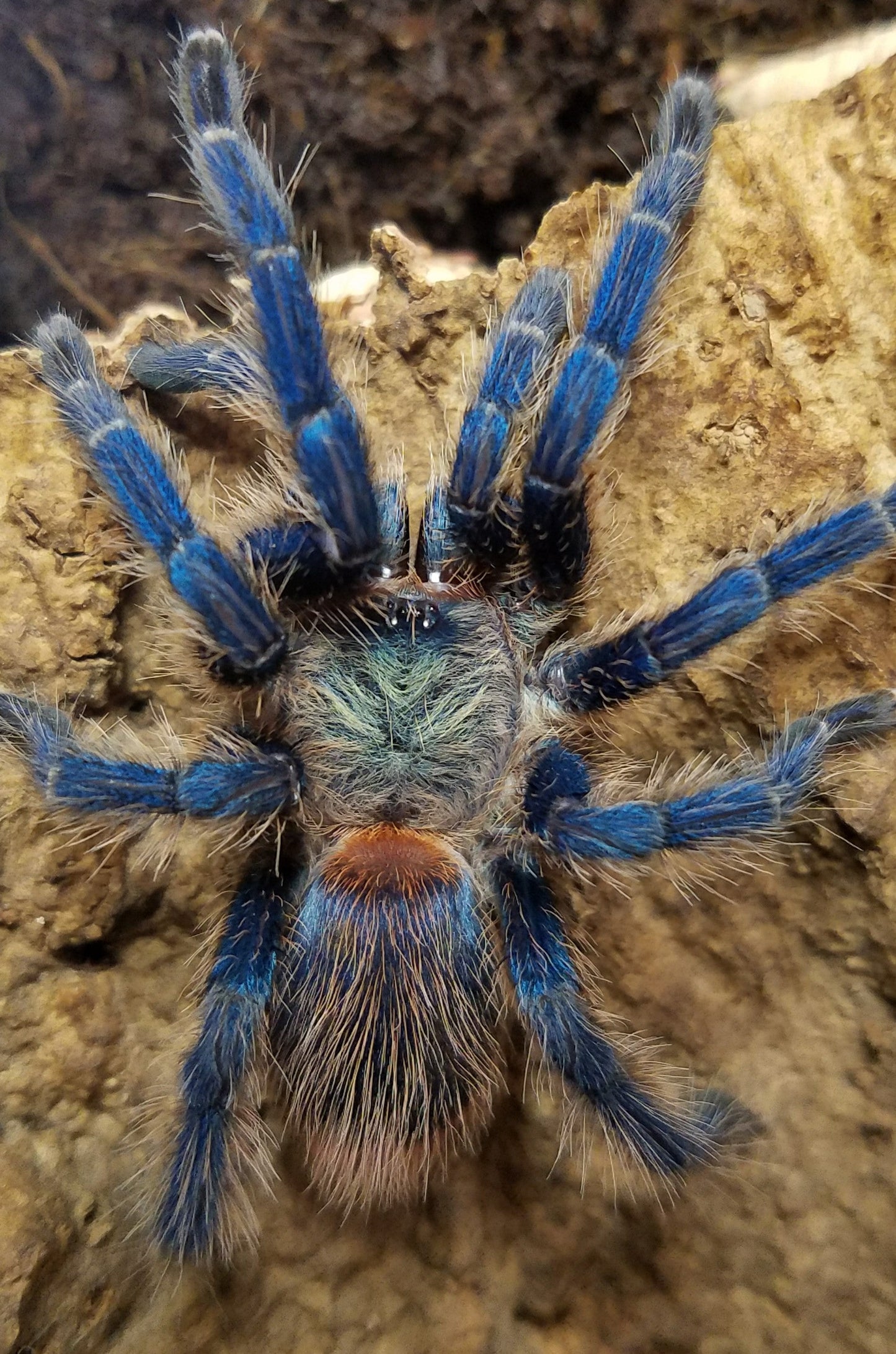 Dolichothele diamantinensis (Brazilian Blue Dwarf Beauty Tarantula) nearly 1/2" FREE for orders $700 and over. (after discounts and does not include shipping) One freebie per shipment.