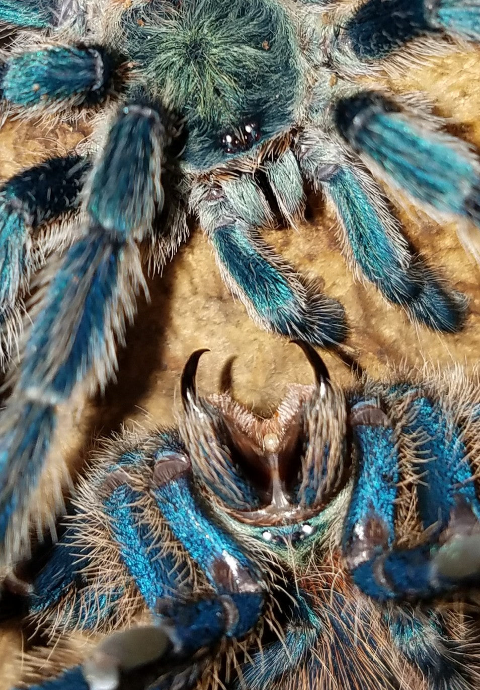 Dolichothele diamantinensis (Brazilian Blue Dwarf Beauty Tarantula) nearly 1/2" FREE for orders $700 and over. (after discounts and does not include shipping) One freebie per shipment.