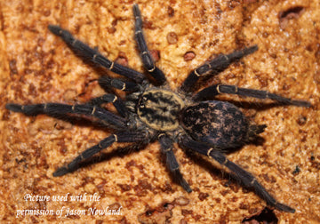 Heterothele gabonensis (Gabon Blue Dwarf Baboon Tarantula) about 1/4" - 1/3"
