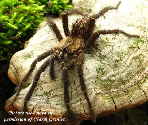 Heterothele gabonensis (Gabon Blue Dwarf Baboon Tarantula) about 1/3" - 1/2"