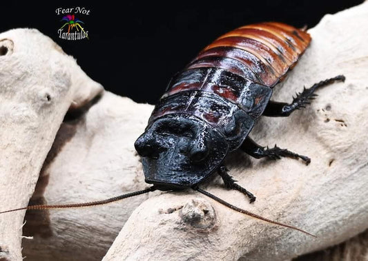 Madagascar hissing roach x 5 (Gromphadorhina portentosa) about 1/3" - 1" youngster.  FREE for orders $50 and over. (after discounts and does not include shipping) One freebie per shipment. *CANNOT BE SHIPPED TO FLORIDA*